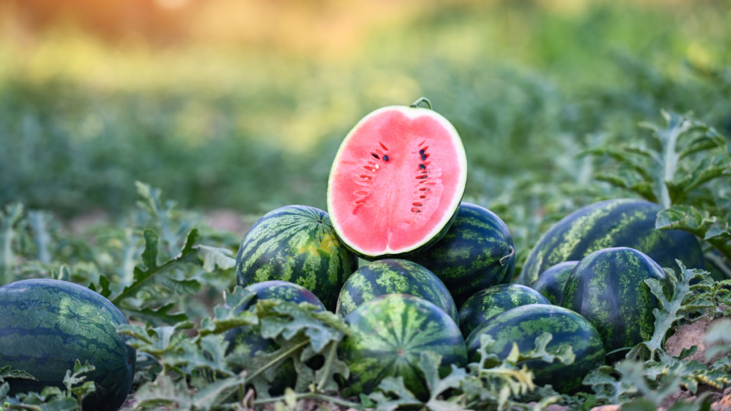 7 Signs to Know If Your Watermelon Is Bad: Don’t Get Fooled!